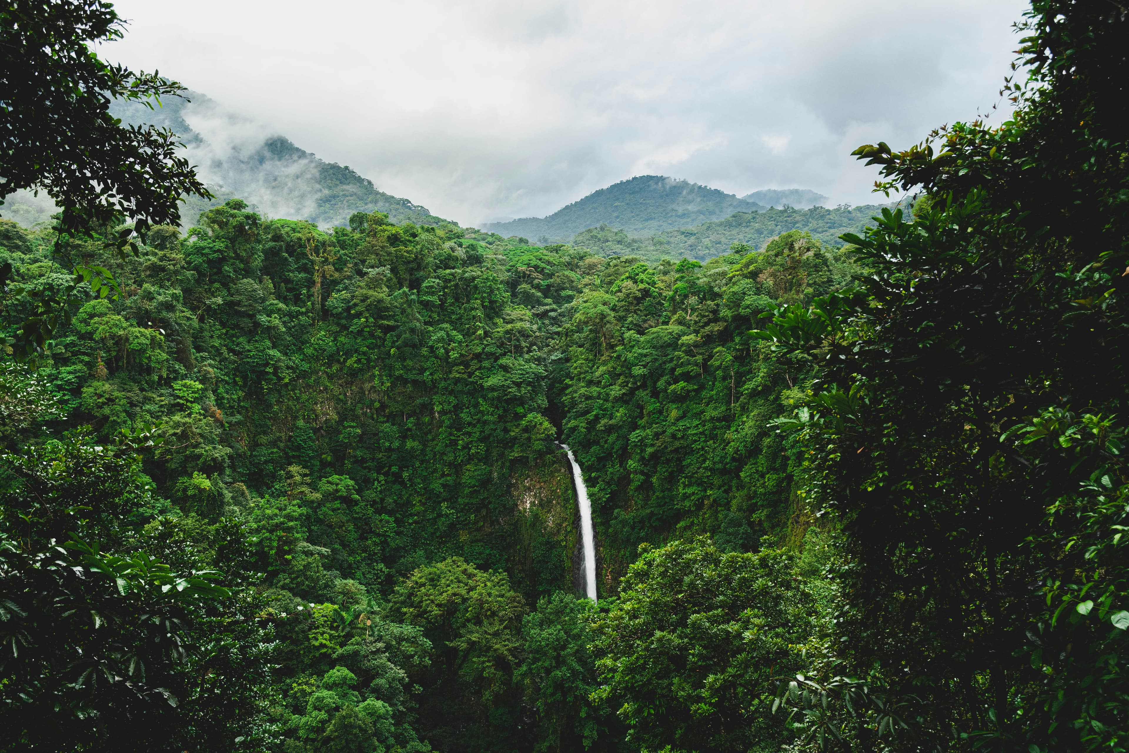 Lush rainforest with cascading waterfall